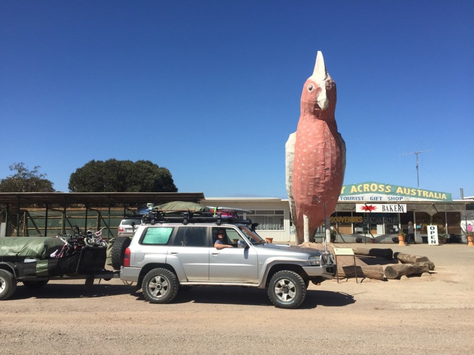 The BIG Galah