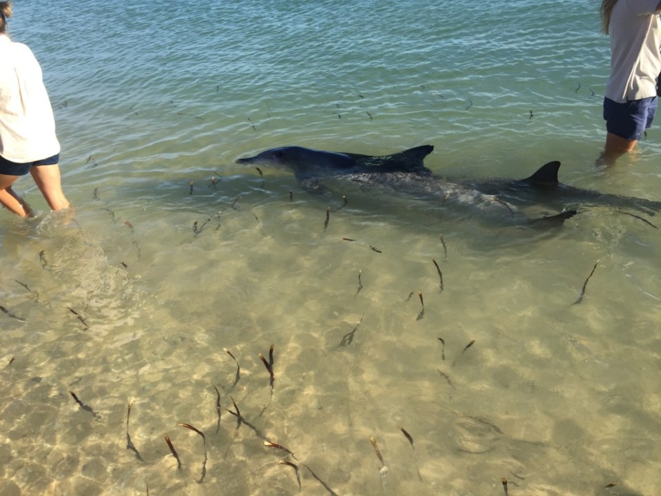 Dolphins happily swim by and check out the crowd