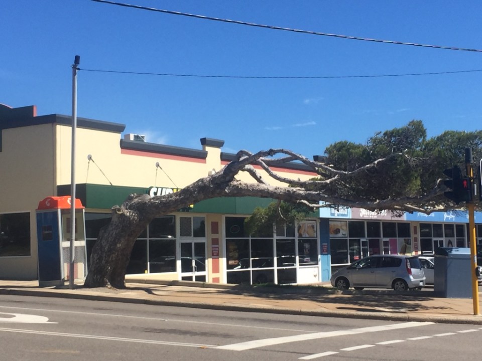 Geraldton is called the windy city and there are trees bending over from the wind...this one was right in town!