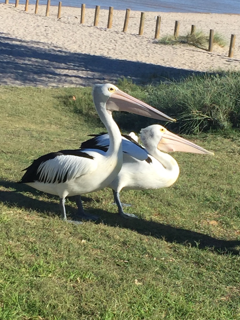 Pelicans came up close and asked for their breakfast