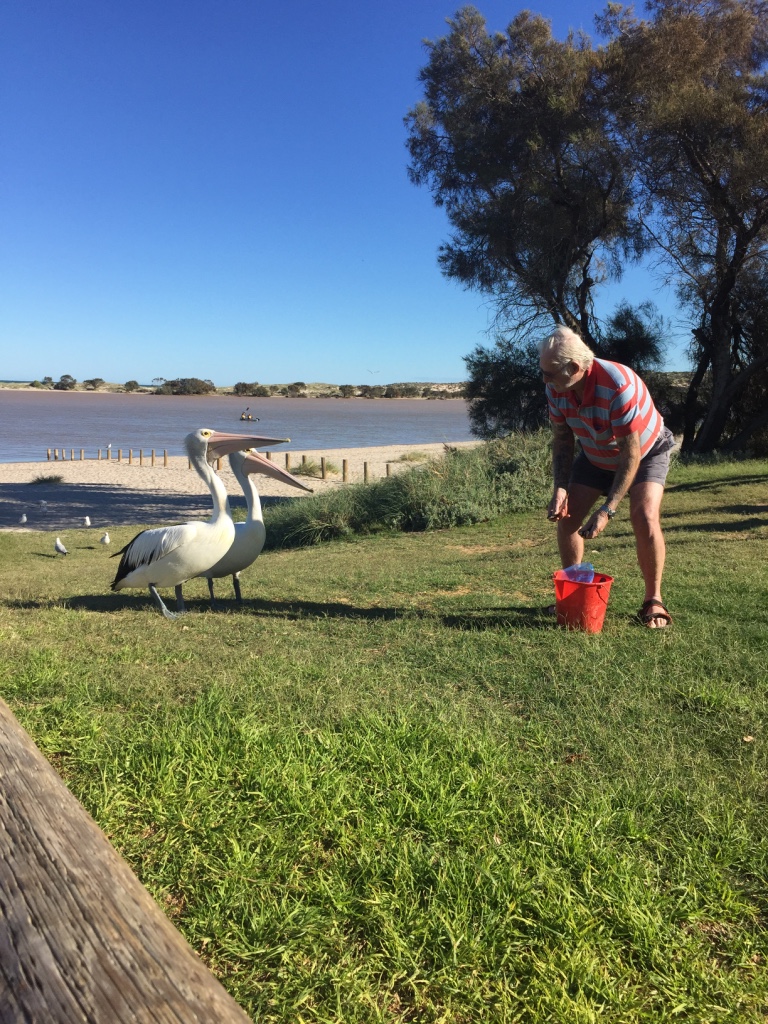 Pelican feeding at Kalbarri daily event local volunteers