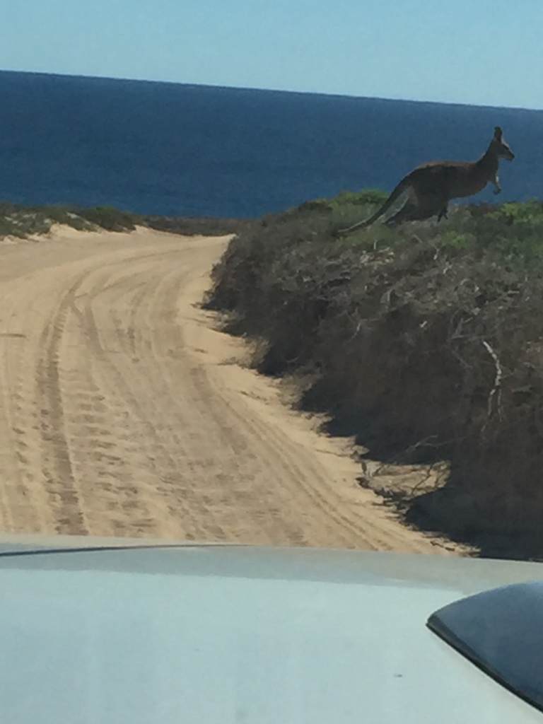 The kangaroo at the westerly point woke up 