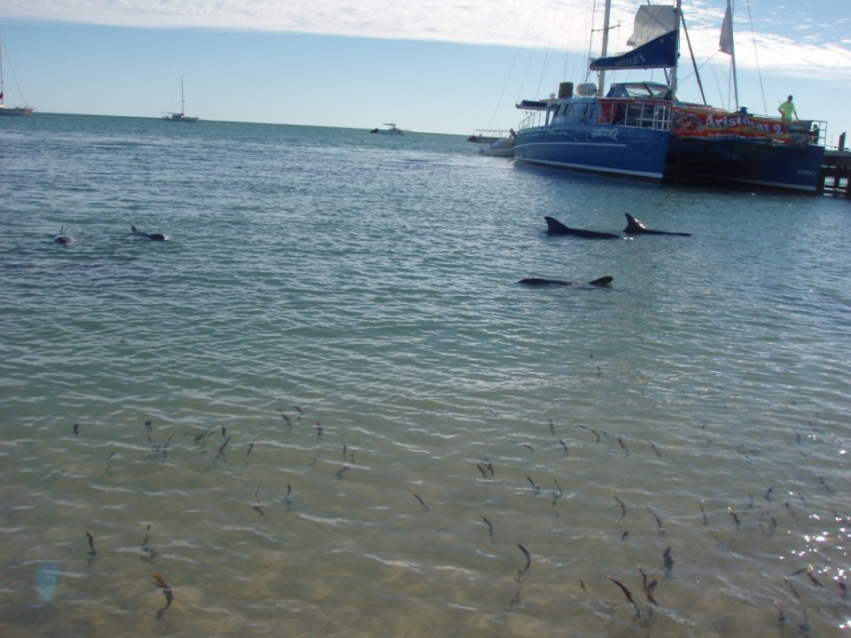 dolphins at Monkey Mia