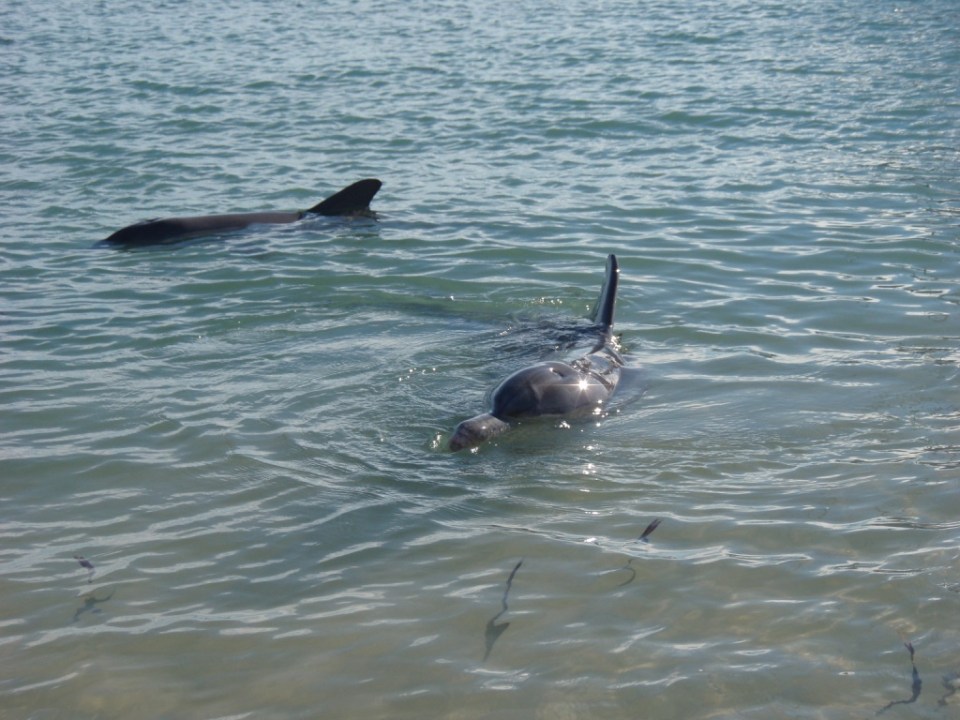 Dolphins come to say hello