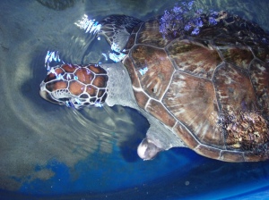 This Turtle was at the park for recuperation after loosing a fin.