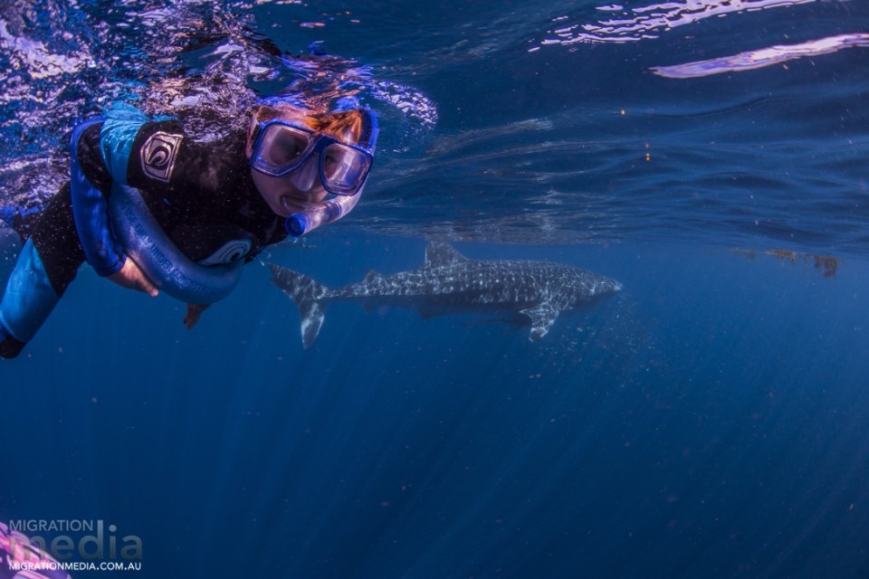 Aaron with the whale shark