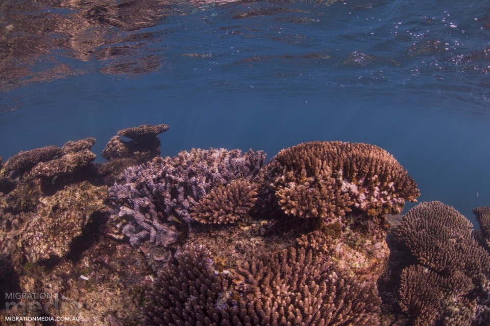 Coral on ningaloo