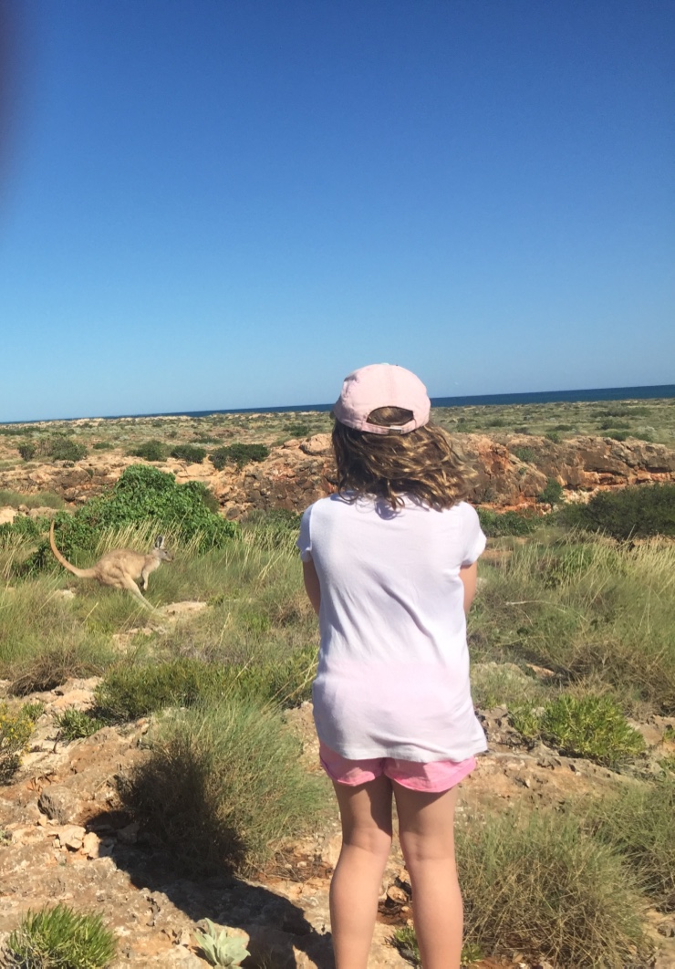 Kangaroo spotted on the walk up Yardie Creek