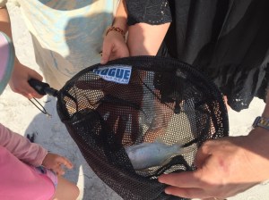 the catfish we caught and threw back