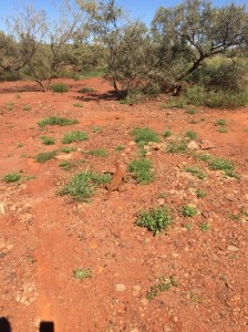 Lizard we found on the lunch stop - he had lost his tail.