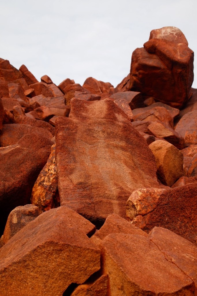 This looks like the anatomy of a turtle