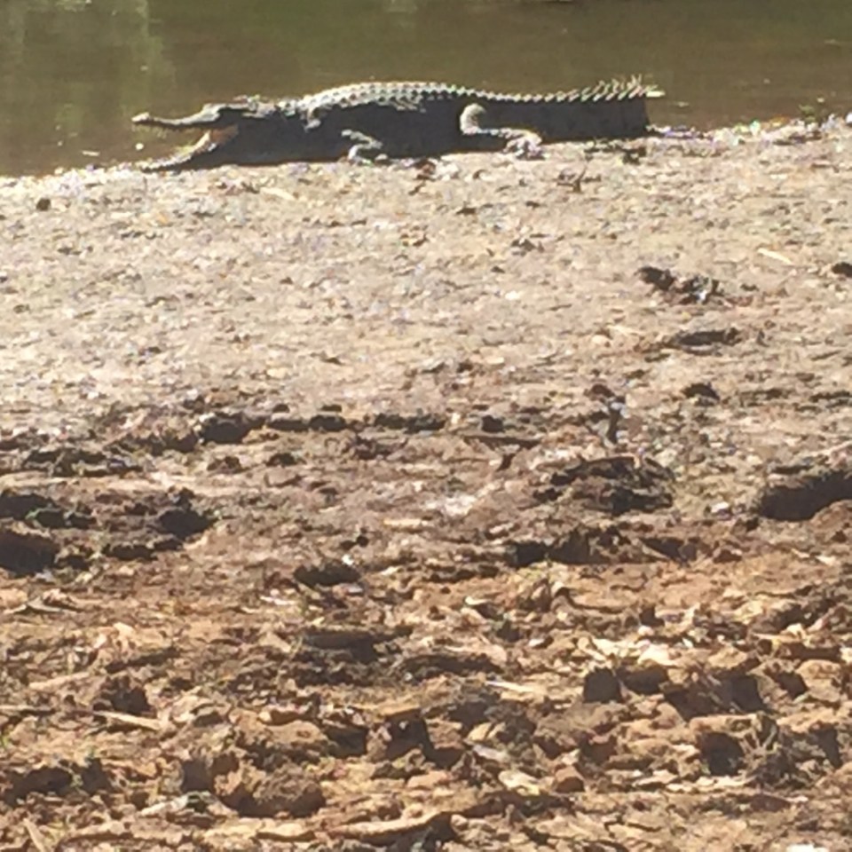 Teeth on this guy makes him look pretty scary
