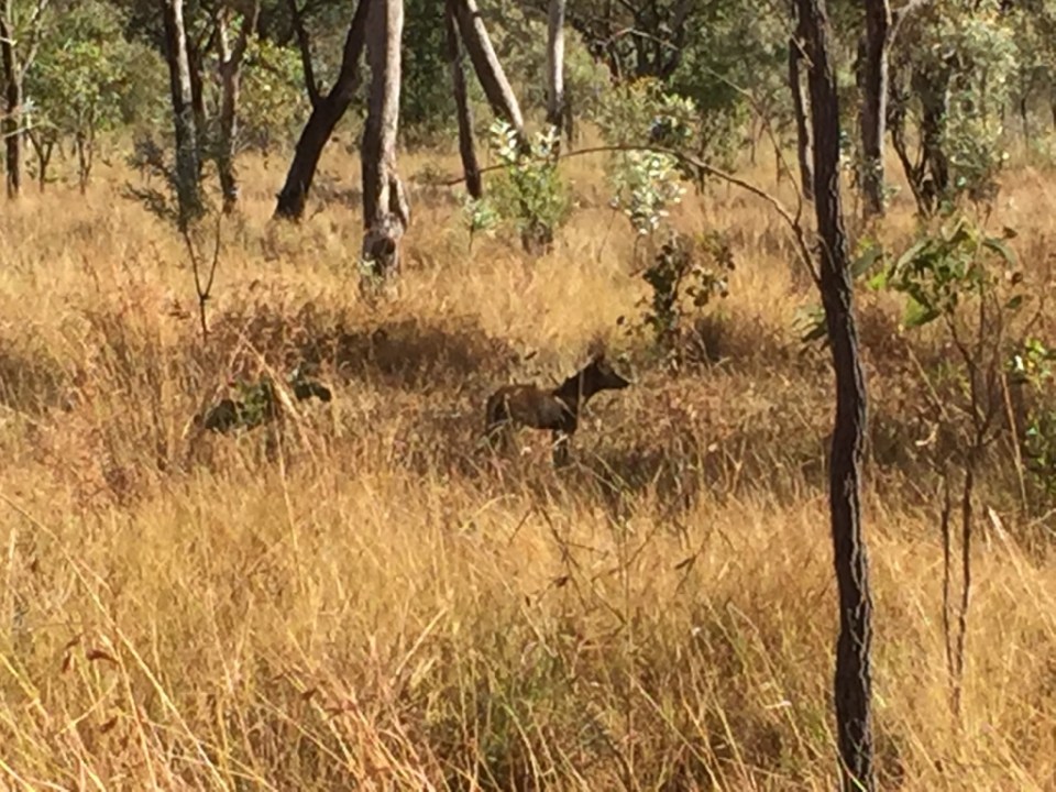 Dingo out for a walk