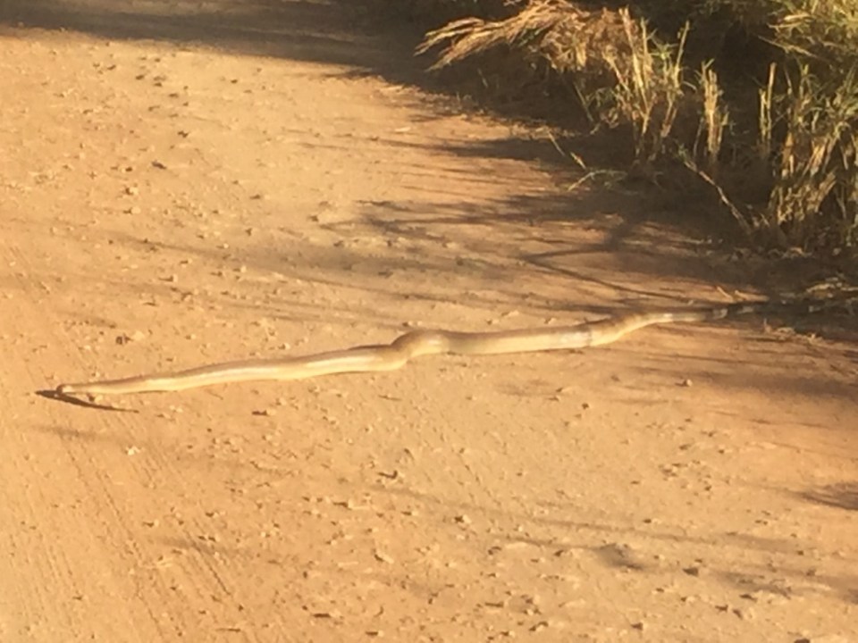 Big olive green python