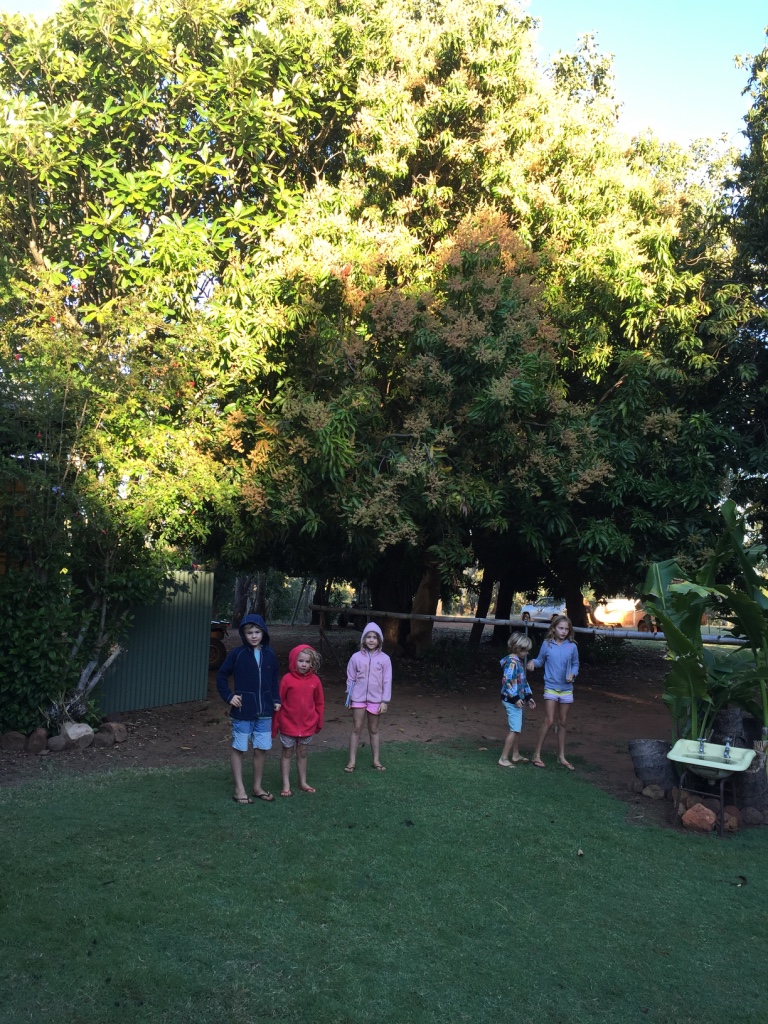 Kids under the flowering mango tree