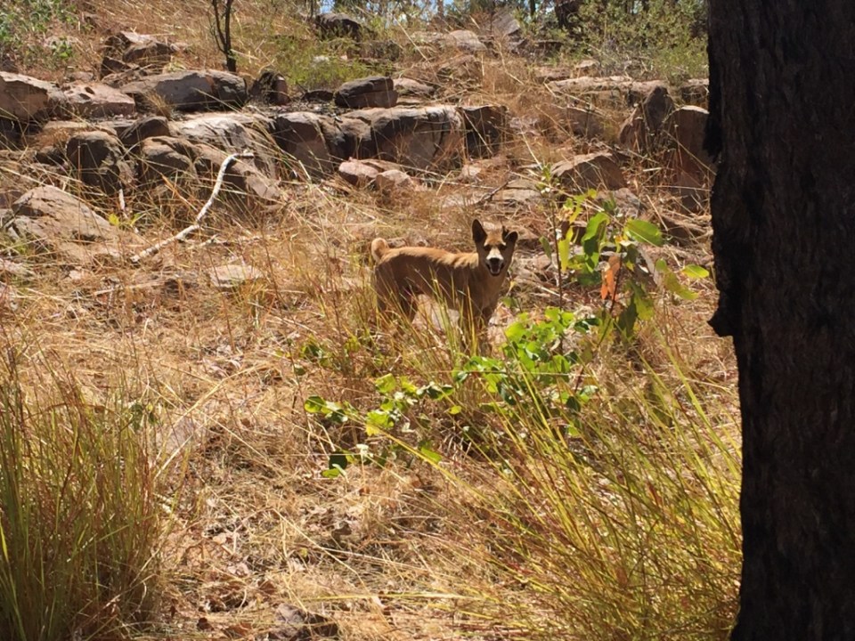 Another cheeky dingo we spotted on the track