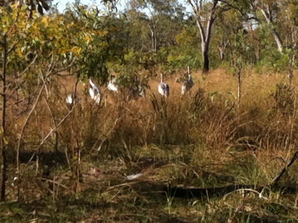 the beautiful brolgas