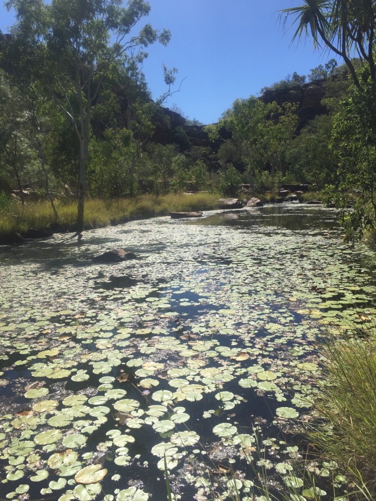 Adock Gorge Lilly covered billabong