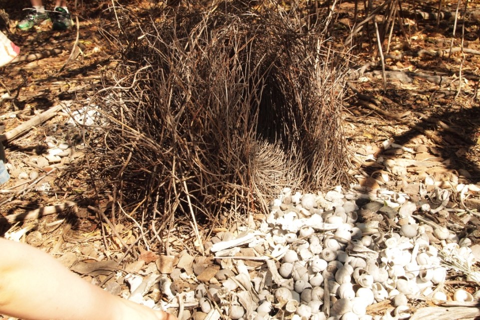 Bower bird nest up close..treasure.