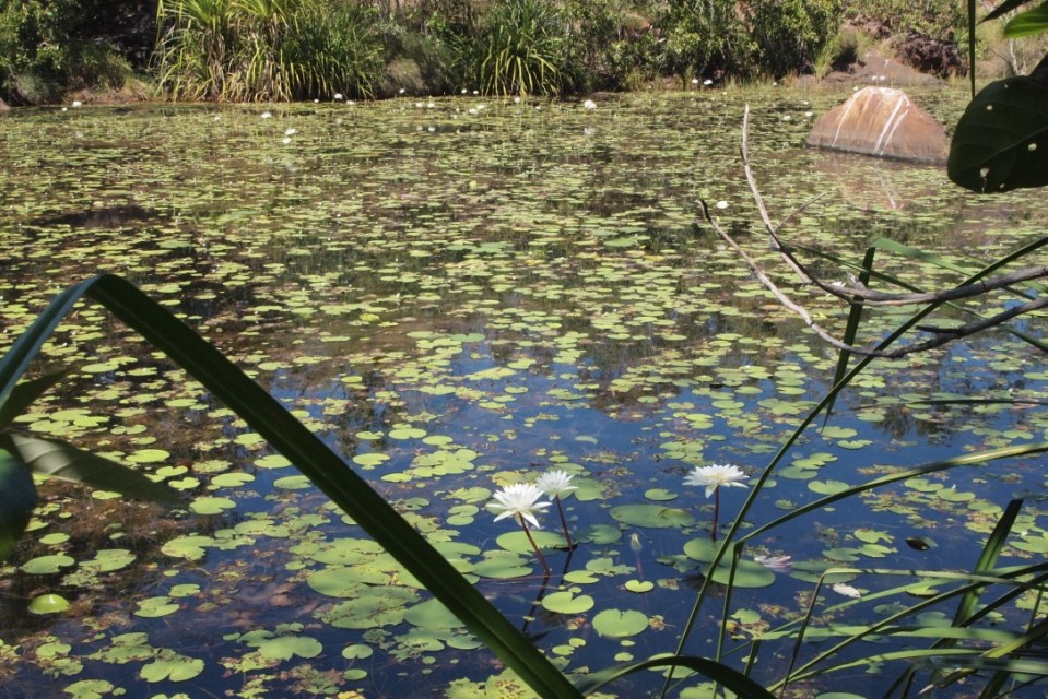 Lilly pond on the walk to Mitchell falls