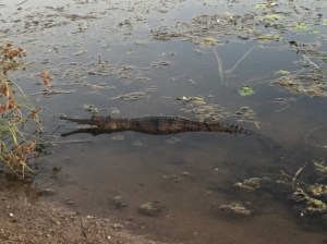 Little fresh water croc