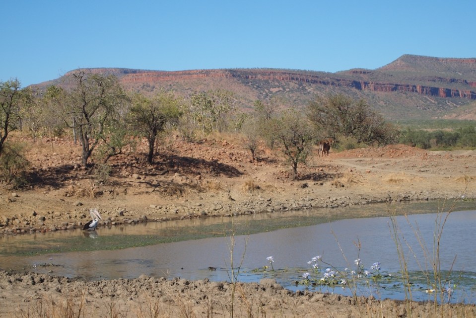 A lagoon with pelicans and birds