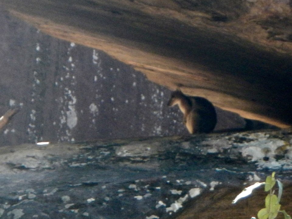 Rock Wallaby near Ubirr