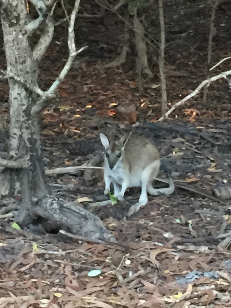 One of our little visitors