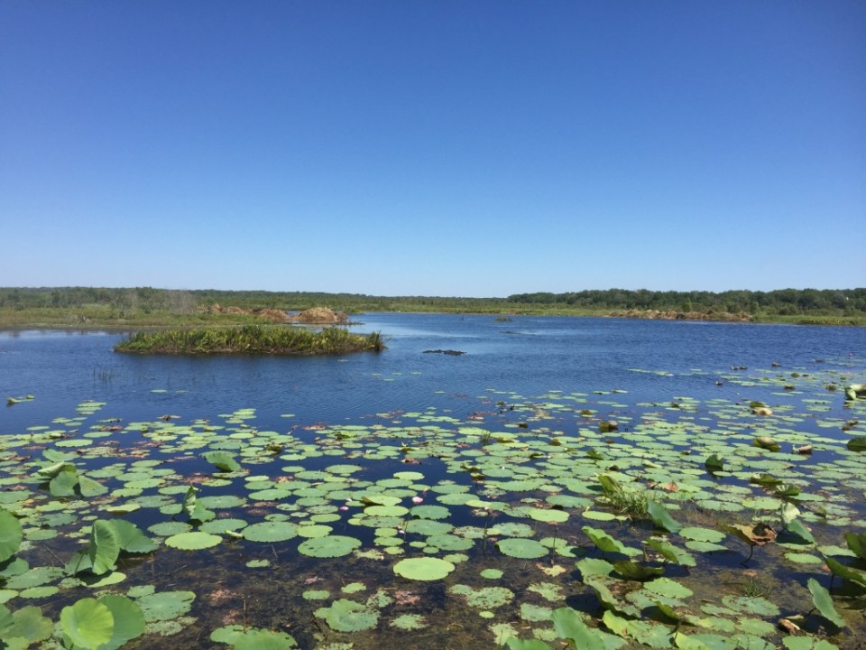 Water lilies on Fog Dam were beautiful
